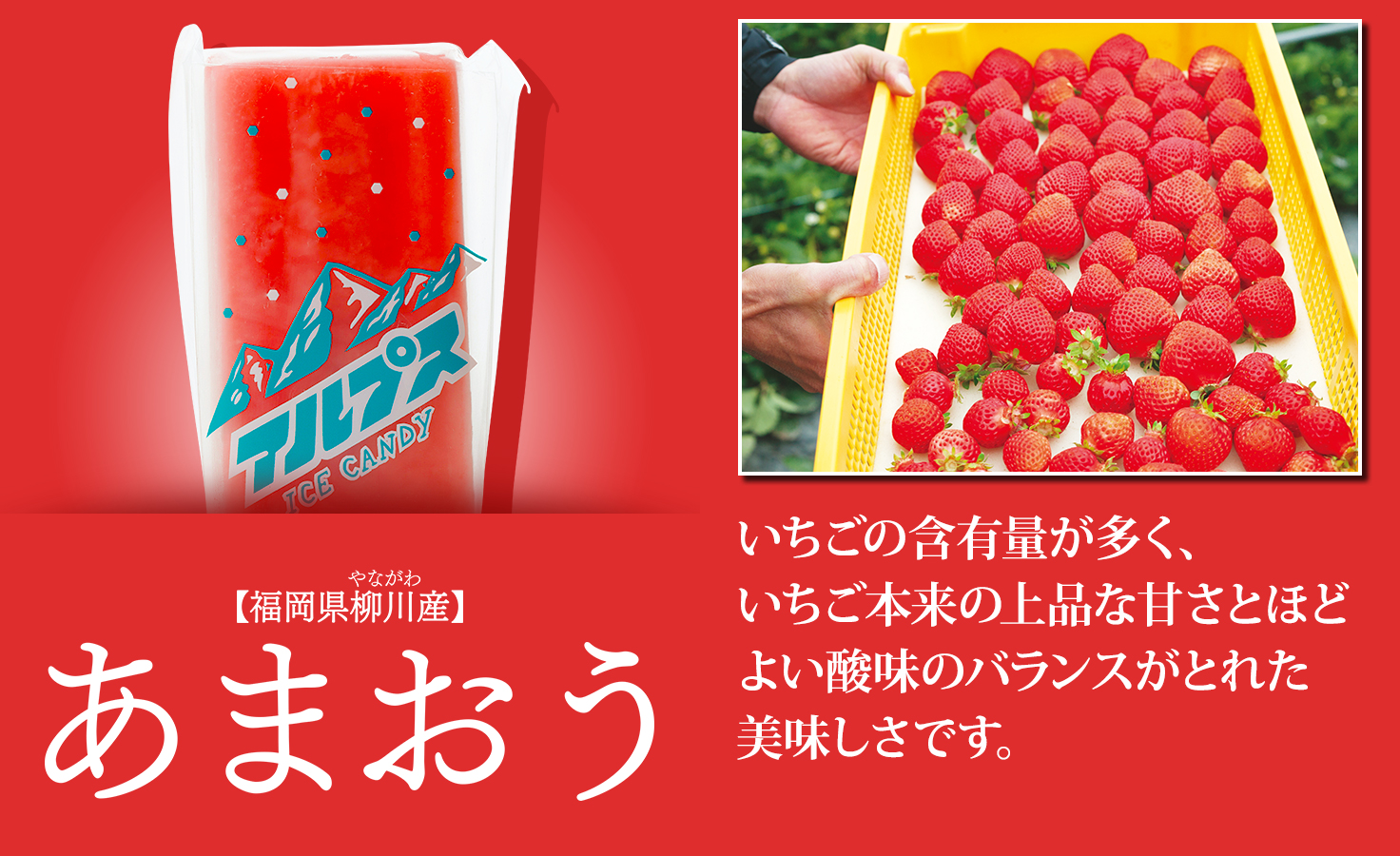 ふくや70周年記念 新商品 アルプスキャンデー あまおう